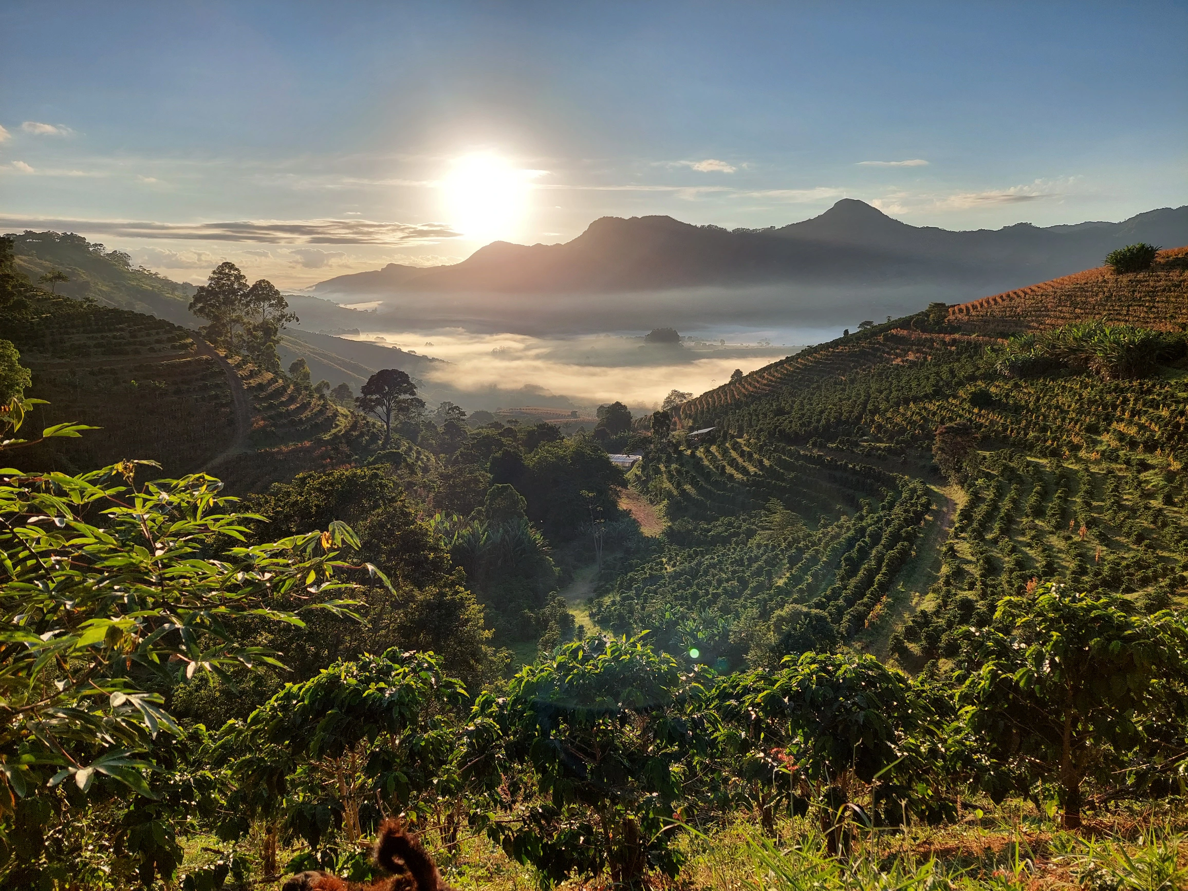 Logo Minas Gerais MICE